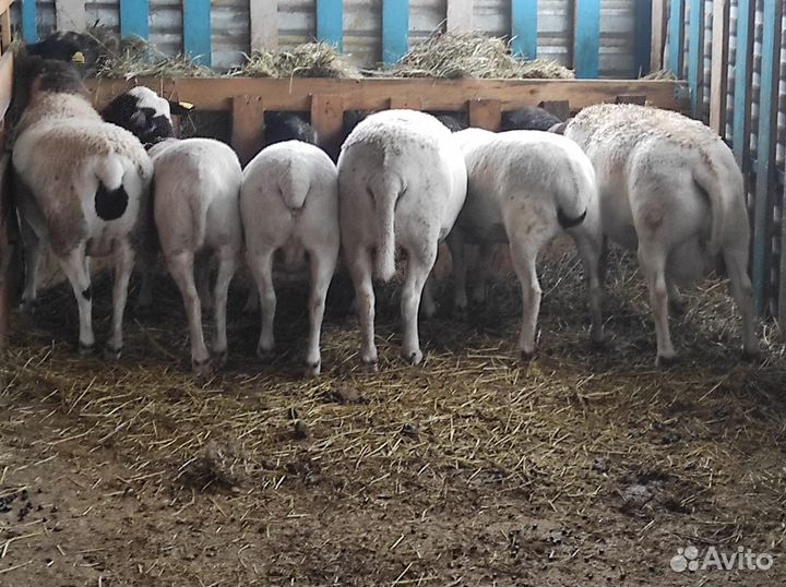 Овцы бараны ягнята