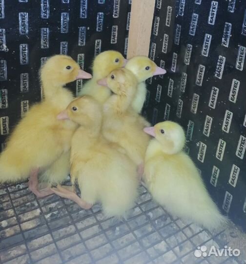 Перепелята