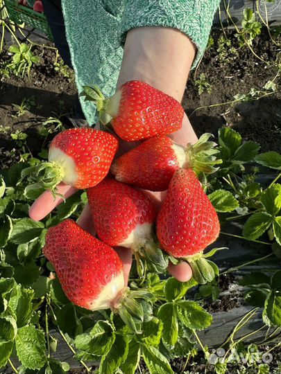 Рассада клубники азия +