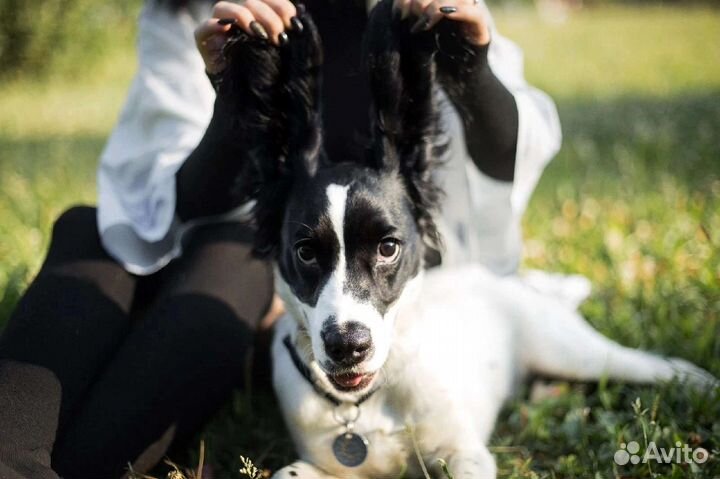 Групповые занятия по дрессировке собак