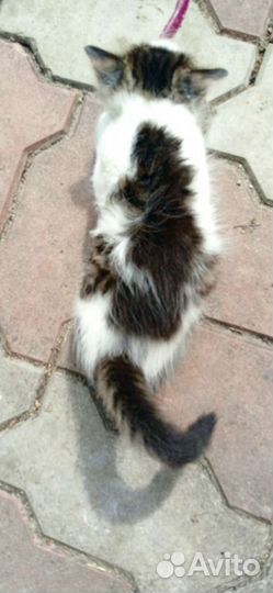 Кошки бесплатно