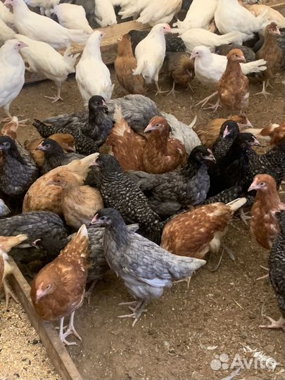 Куры молодки, доминанты, леггорны, ломан браун