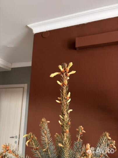 Голубая ель живая