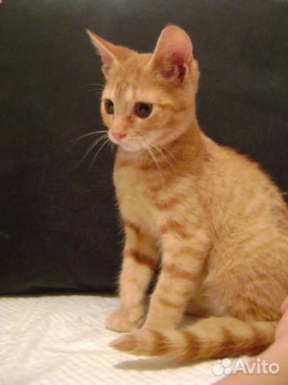 Златик- добрый рыжий мальчик 2,5 мес. в дар