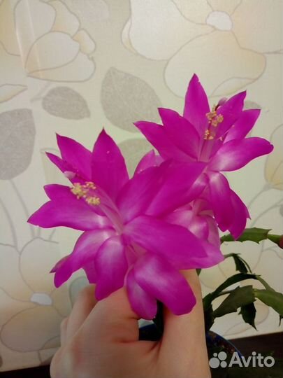 Шлюмбергера