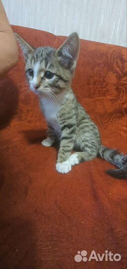 Котенок