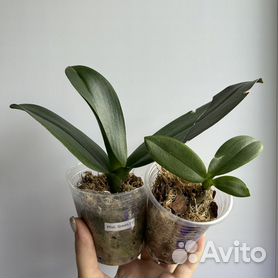 Набор орхидея фаленопсис пелор