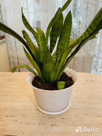 Сансевиерия(щучий хвост)