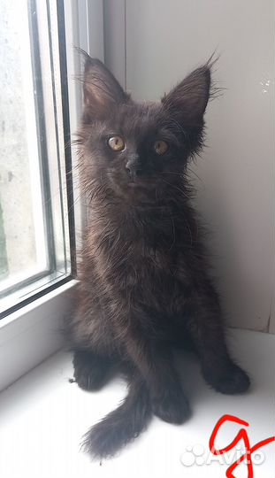 Котята мейн-кун