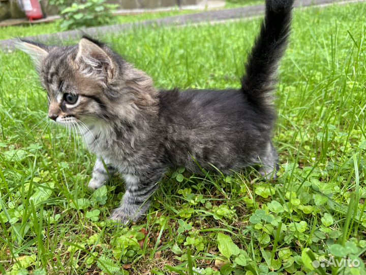 Британские котята