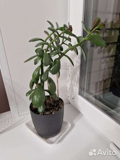 Толстянка, денежное дерево, комнатный цветок