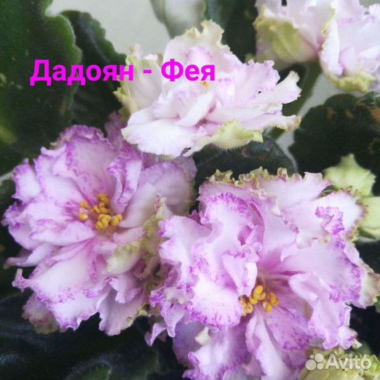 Лист фиалки, 10сортов