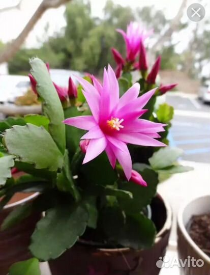 Комнатные цветы