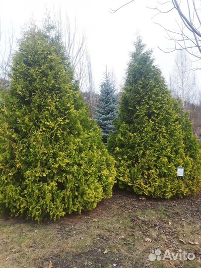 Саженцы Туя западная в ассортименте