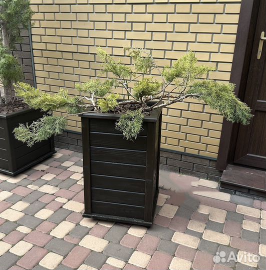 Можжевельник в стиле ниваки