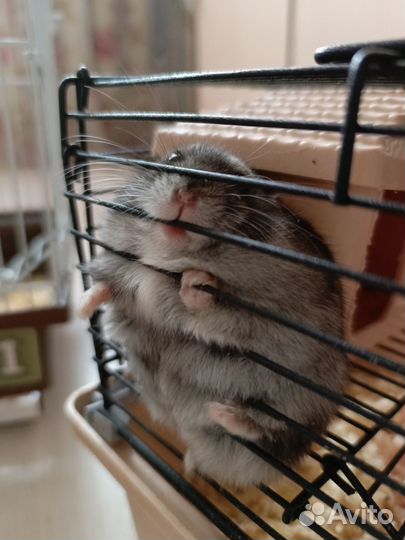 Продам джунгарика