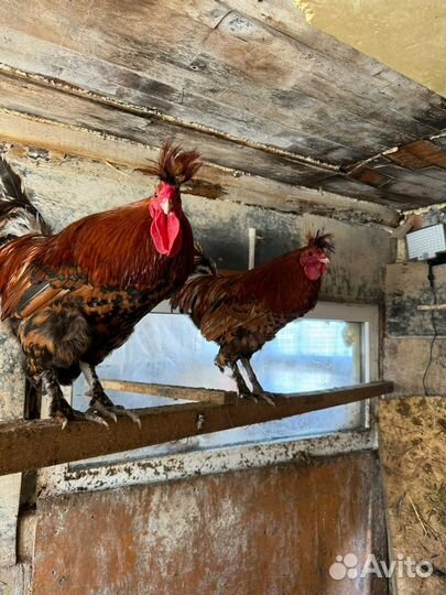 Инкубационное яйцо породы брама