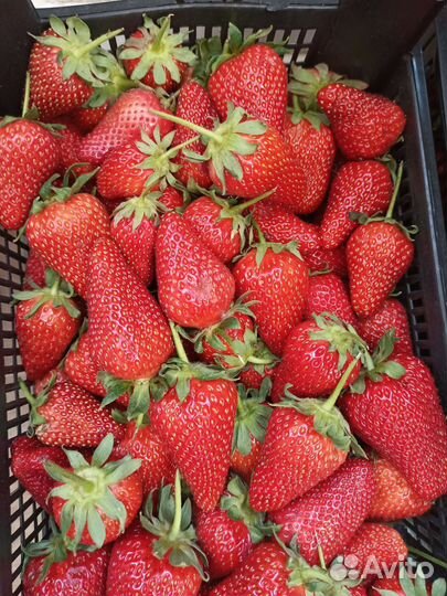 Свежая клубника, Черешня