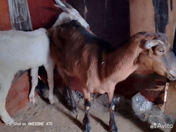 Козлята мальчишки Англо нубийцы