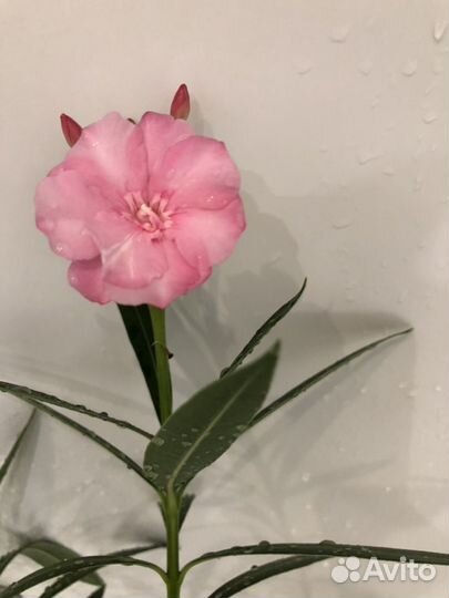 Олеандр комнатный в горшке