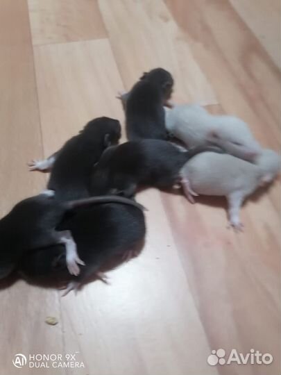 Крыса домашняя