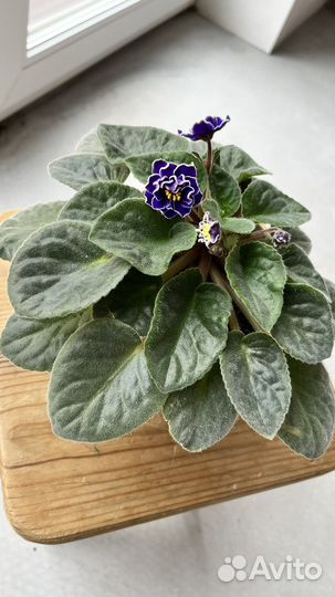 Фиалка молодая