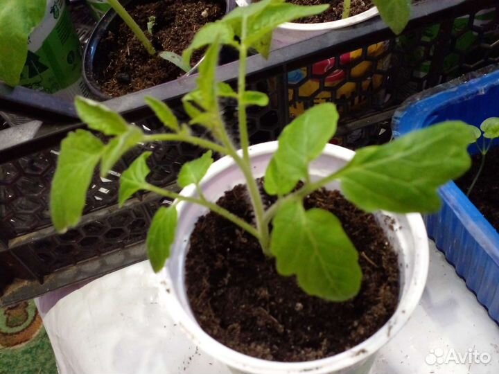 Рассада помидор и перцев и капуста