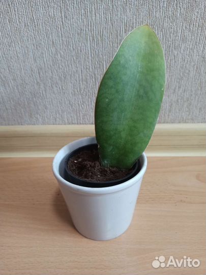 Сансевиерия