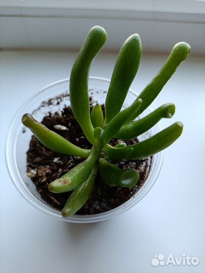 Крассула хоббит