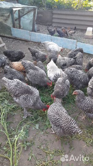 Молодые петухи