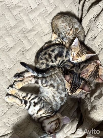 Бенгальская