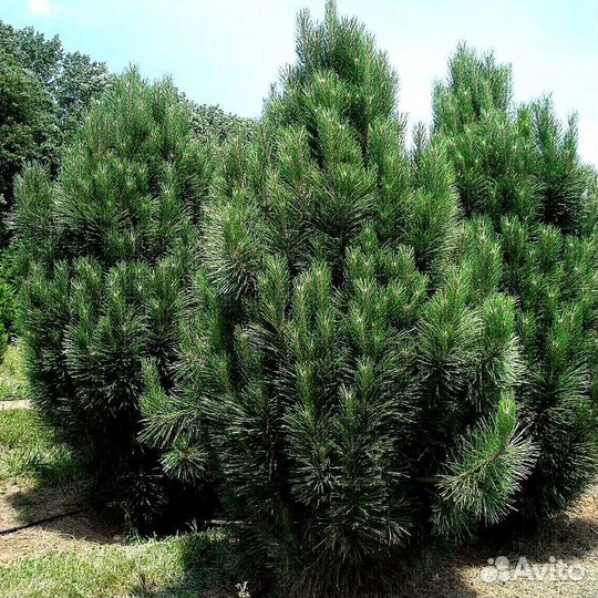 Высокая сосна на участок