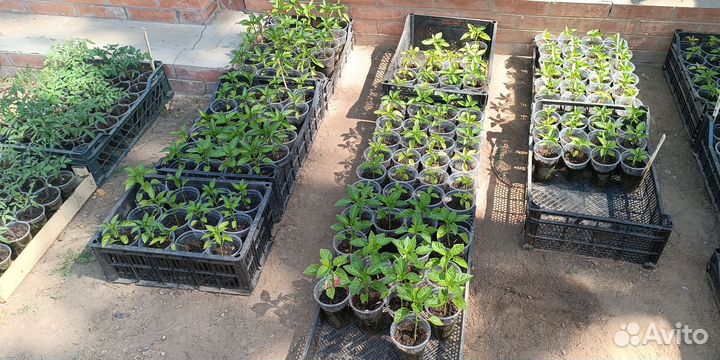 Рассада помидор и перцев