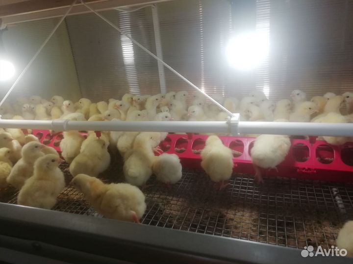 Бройлеры кобб500