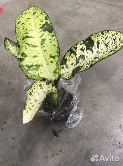 Стрелиция, Замиокулькас, Диффенбахия Банана