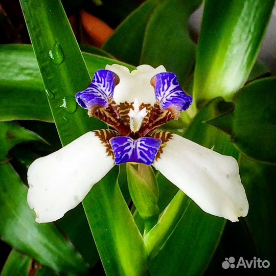Неомарика. Комнатный ирис