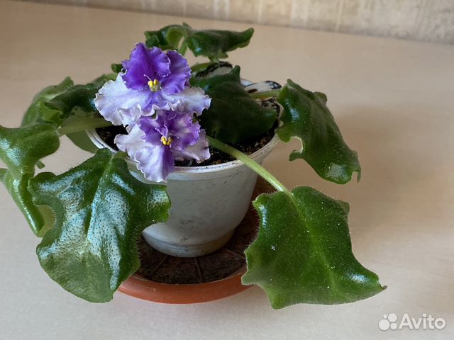 Фиалки разные