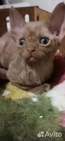 Котики девон рекс