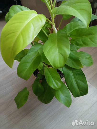 Филодендрон