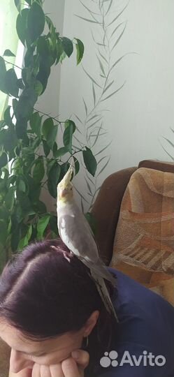 Ручные кореллы 3 мес