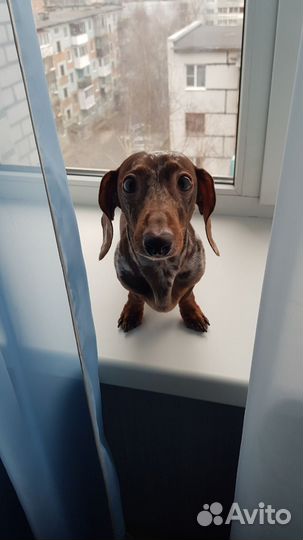 Карликовая такса вязка