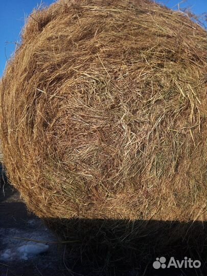 Продам сено