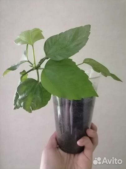 Гибискус китайская роза