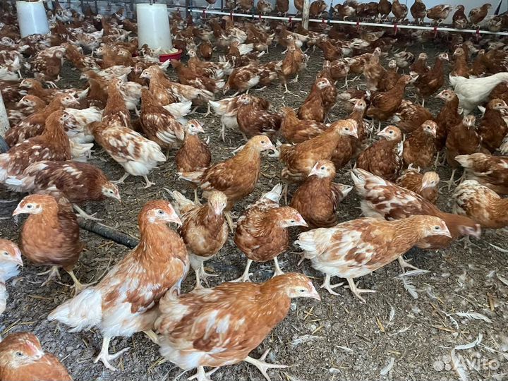 Куры молодки
