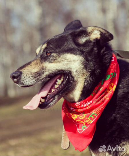 Макс очень ищет дом