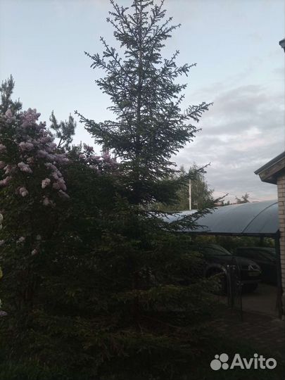 Ель обыкновенная