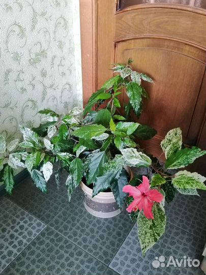 Роза с окаймленными листьями