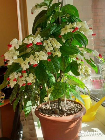 Клеродендрум кустики