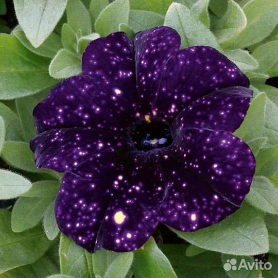 Вегетативная петуния