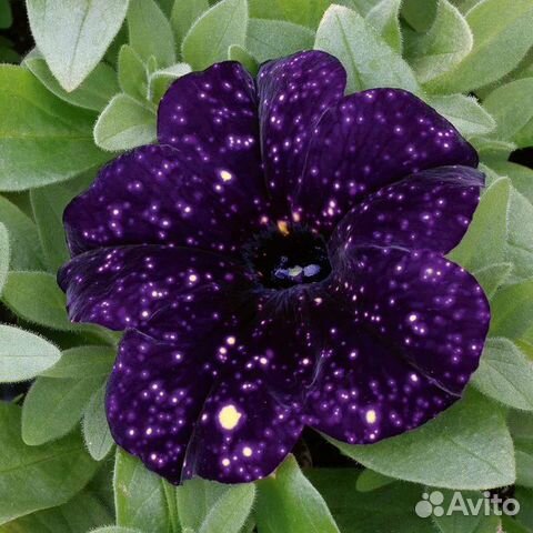 Вегетативная петуния